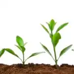 Certificazione alimentare europea certificazione iso 22000 qualità e sicurezza alimentare